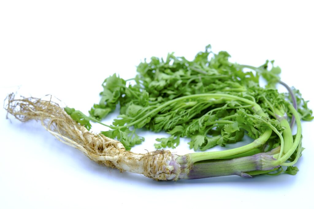 Cilantro